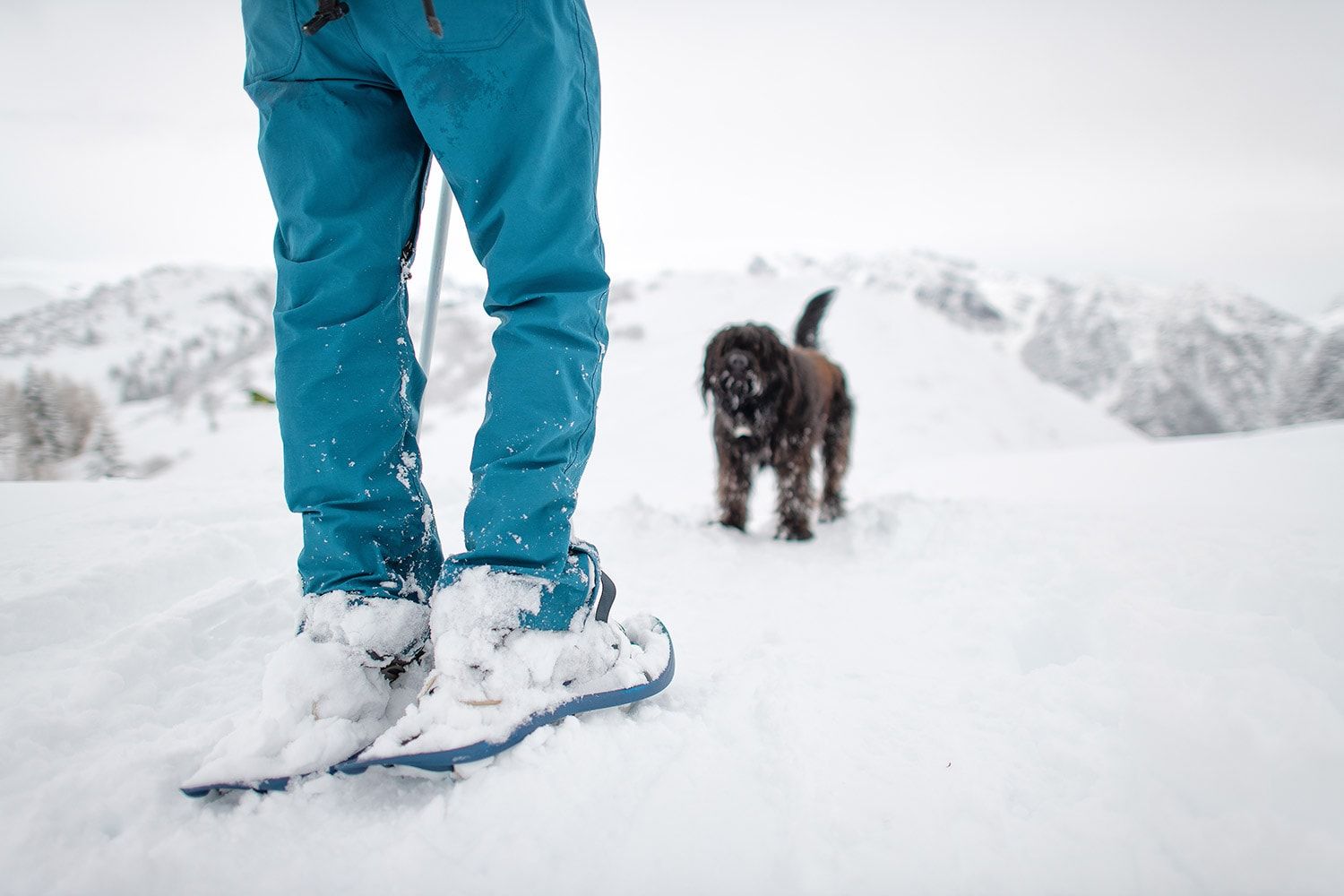 Schneeschuhwandern mit Hund